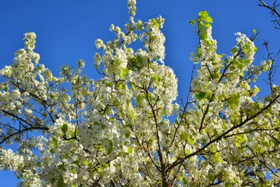 DSC_7212 (Large).JPG